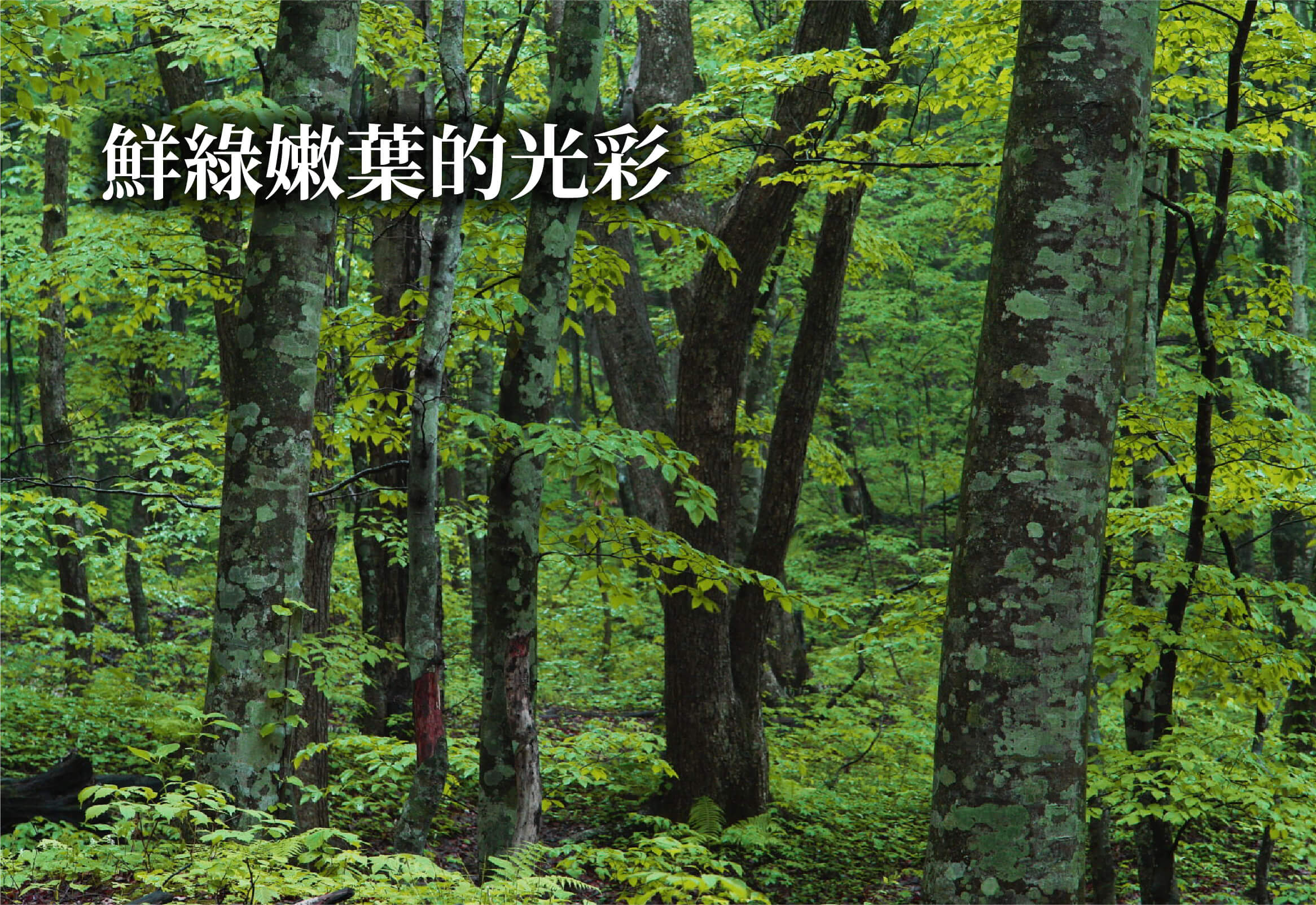 鮮綠嫩葉的光彩